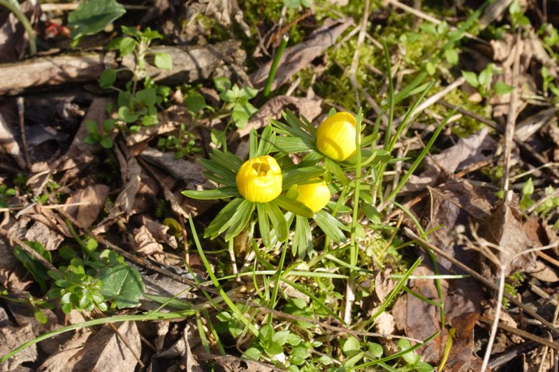 Eranthis hyemalis